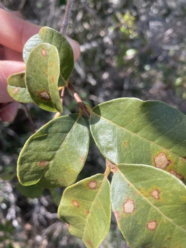 Pisonia rotundata, photograph 4