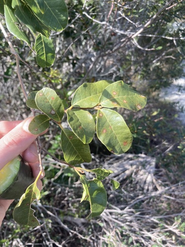 Pisonia rotundata, photograph 5