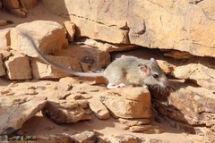 Bushy-Tailed Jird photo 1