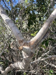 Pisonia rotundata, photograph author not stated, no rights reserved
