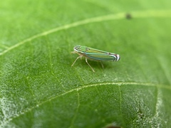 Sibovia