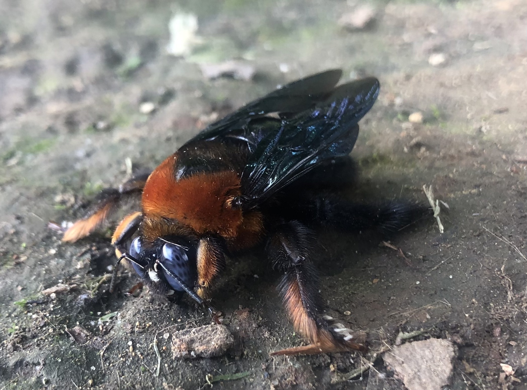 Xylocopa flavorufa