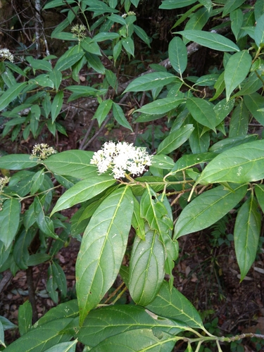 Cornus oblonga, photograph 1
