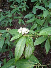 Cornus oblonga, photograph (c) Ramnarayan K, some rights reserved (CC BY)