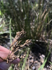 Juncus effusus pacificus