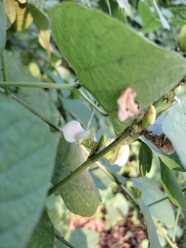 hyacinthbean