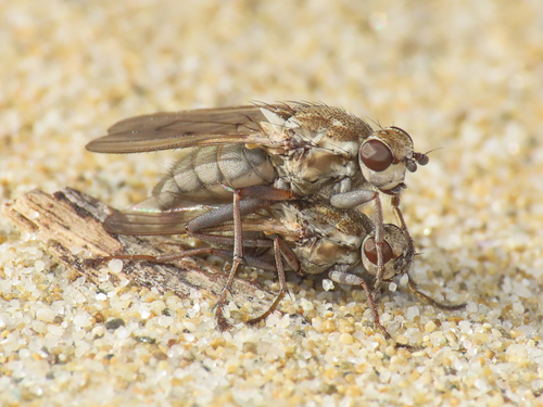 Helcomyza mediterranea