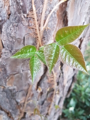 Toxicodendron radicans