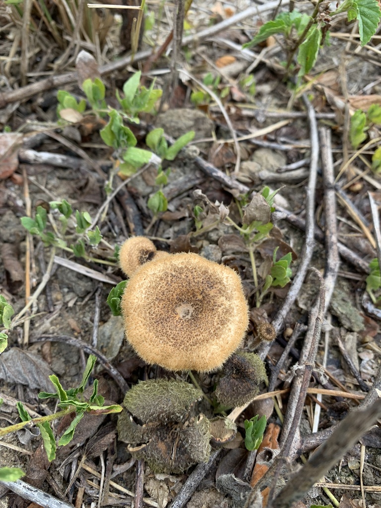 Lentinus crinitus · December 2023 · photo: © gabrieljovencio (iNaturalist, cc-by)