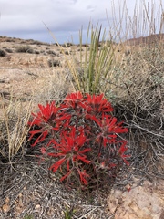 Castilleja scabrida