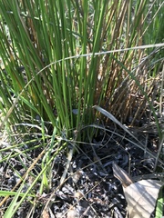 Juncus effusus pacificus