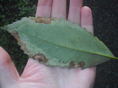 Eumetriochroa panacitorsens