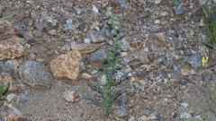 Cryptantha muricata jonesii