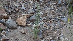 Cryptantha muricata jonesii
