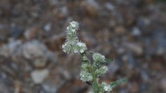 Cryptantha muricata jonesii