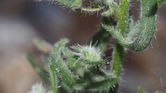 Cryptantha muricata jonesii