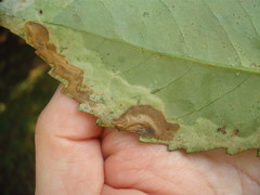 Eumetriochroa panacitorsens