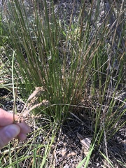 Juncus effusus pacificus