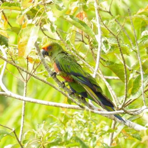 Golden-capped Parakeet (Aratinga auricapillus), photo 10