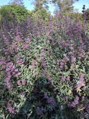 Salvia leucophylla