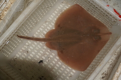 Ocellate Spot Skate photo 4