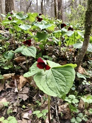 Trillium sulcatum