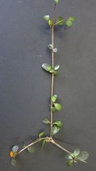 Coprosma colensoi