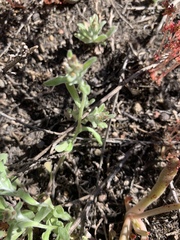 Gamochaeta stagnalis