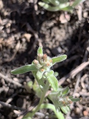 Gamochaeta stagnalis