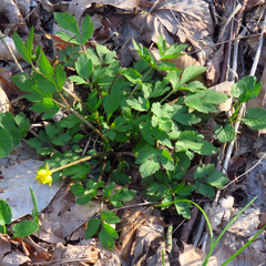 Ranunculus hispidus