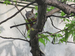Sciurus aureogaster