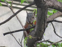 Sciurus aureogaster