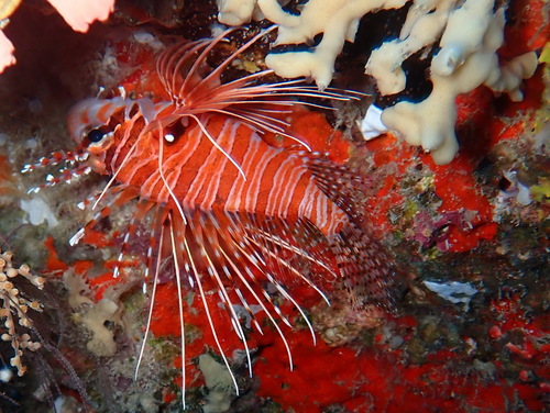 Spotfin Lionfish — seen at this dive site