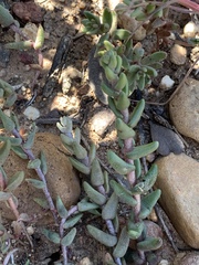 Dudleya variegata