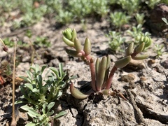 Dudleya variegata