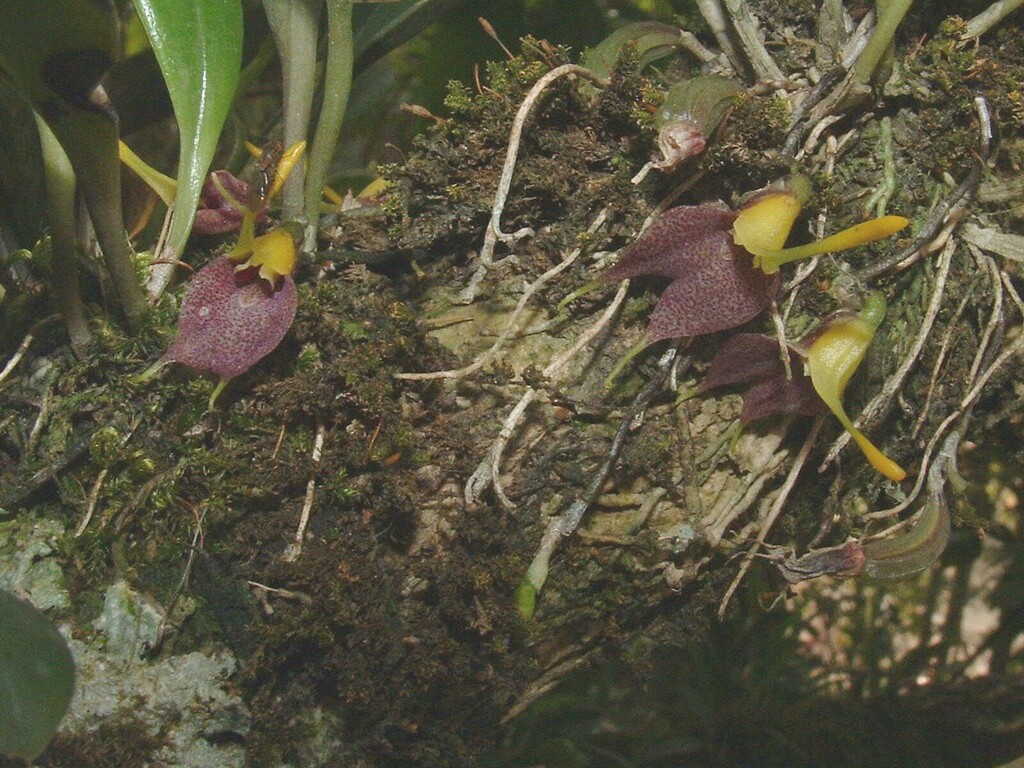 Dracula zahlbruckneri (Rchb.f.) Luer