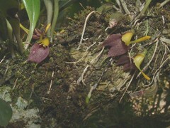 Masdevallia zahlbruckneri image