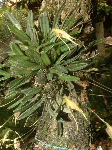 Masdevallia schizopetala image