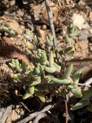 Dudleya variegata