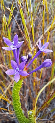 Image of Rhigiophyllum squarrosum by (c) Liezl van der Merwe, some rights reserved (CC BY)