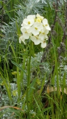 Erysimum franciscanum