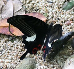 Papilio iswara