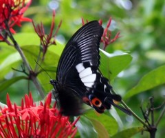Papilio iswara