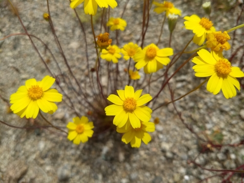 Image of Leptosyne californica by (c) Jonathan Vaughn, some rights reserved (CC BY)