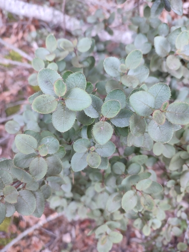 Rhamnus ludovici-salvatoris, photograph 6