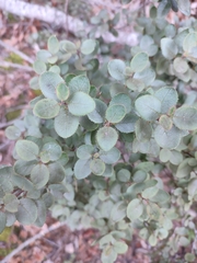 Rhamnus ludovici-salvatoris, photograph author not stated, no rights reserved