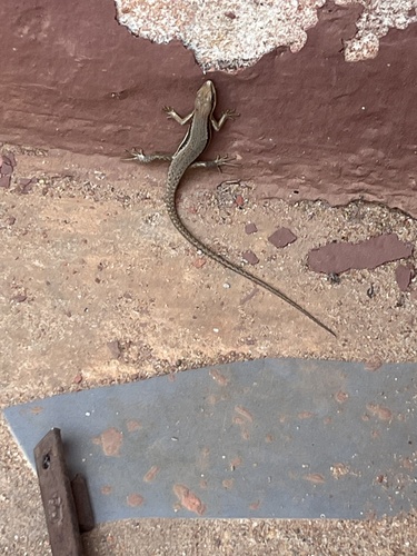 Senegal Mabuya