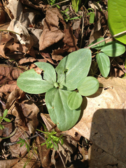 Trillium nivale