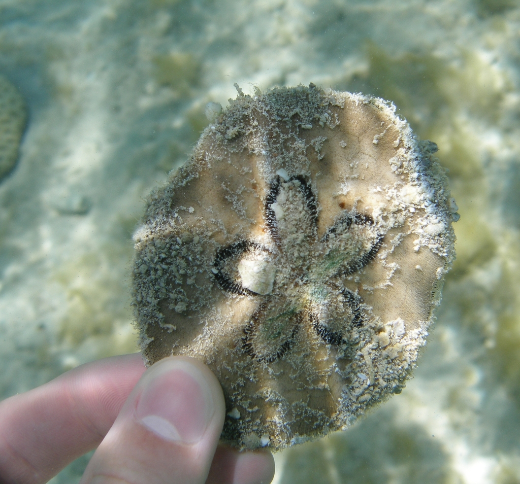 Clypeaster humilis