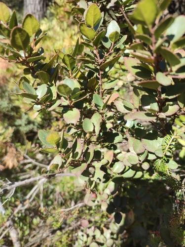 Rhamnus ludovici-salvatoris, photograph 5